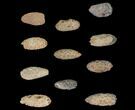 Lot: Fossil Seed Cones (Or Aggregate Fruits) - Pieces #148860-1